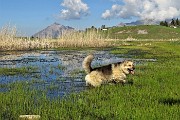 Ai Piani d’Artavaggio con anello Sodadura- Cima di Piazzo da Bonetto il 1 giugno 2019 - FOTOGALLERY